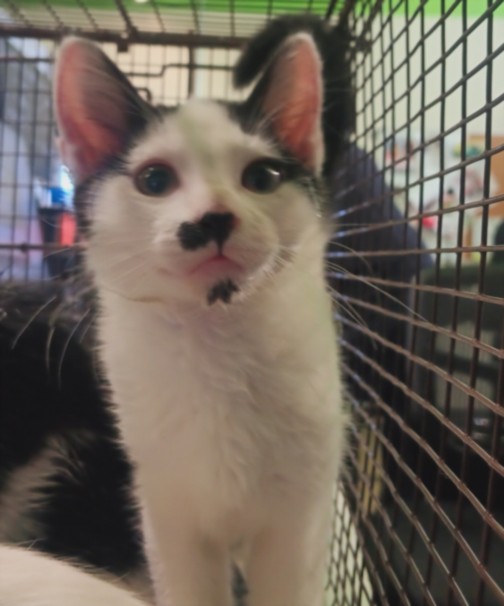 Shelter Stray Female Cat last seen , 1850 W 60th St, Los Angeles, CA 90047, USA
