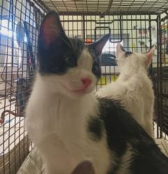 Shelter Stray Unknown Cat last seen , 1850 W 60th St, Los Angeles, CA 90047, USA