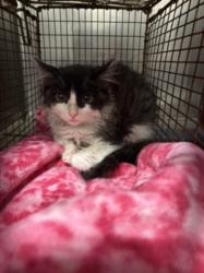 Shelter Stray Female Cat last seen , West Valley Animal Shelter, 20655 Plummer St, Chatsworth, CA 91311, USA