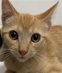 Shelter Stray Unknown Cat last seen , 1850 W 60th St, Los Angeles, CA 90047, USA