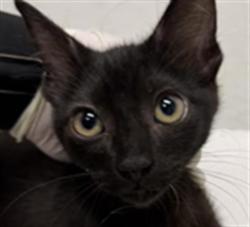 Shelter Stray Unknown Cat last seen , 1850 W 60th St, Los Angeles, CA 90047, USA
