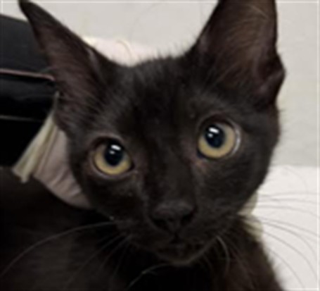 Shelter Stray Unknown Cat last seen , 1850 W 60th St, Los Angeles, CA 90047, USA