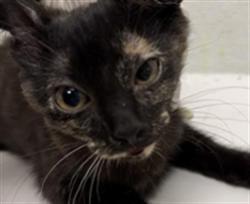 Shelter Stray Unknown Cat last seen , 1850 W 60th St, Los Angeles, CA 90047, USA
