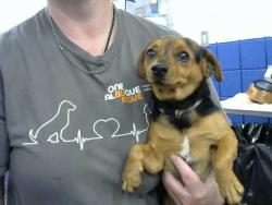 Shelter Stray Male Dog last seen BROADWAY AND AVENIDA, 8920 Lomas Blvd NE, Albuquerque, NM 87112, USA