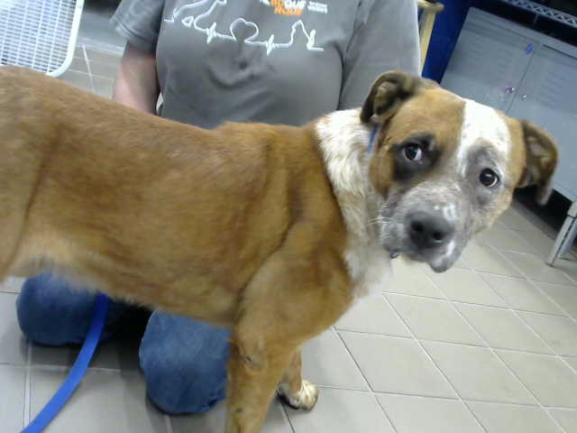 Shelter Stray Male Dog last seen GABLDON AND DURANES, 8920 Lomas Blvd NE, Albuquerque, NM 87112, USA