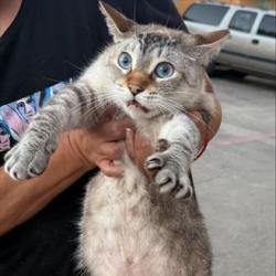 Shelter Stray Female Cat last seen Near BLOCK ROOSEVELT AVE, 4710 TX-151, San Antonio, TX 78227, USA