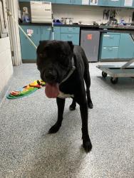Shelter Stray Male Dog last seen Near BLOCK LUSK AVE CERRITOS, CA, Cerritos, CA 90703, USA