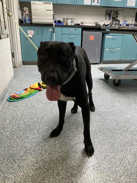 Shelter Stray Male Dog last seen Near BLOCK LUSK AVE CERRITOS, CA, Cerritos, CA 90703, USA