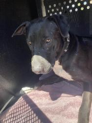 Shelter Stray Male Dog last seen Near BLOCK LUSK AVE CERRITOS, CA, Cerritos, CA 90703, USA
