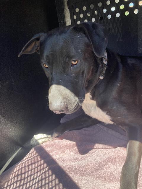Shelter Stray Male Dog last seen Near BLOCK LUSK AVE CERRITOS, CA, Cerritos, CA 90703, USA