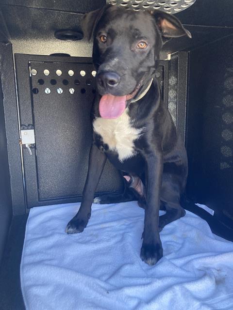 Shelter Stray Male Dog last seen Near BLOCK LUSK AVE CERRITOS, CA, Cerritos, CA 90703, USA