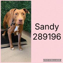 Shelter Stray Female Dog last seen STRATTON ST, 4214 Fulton Mill Rd, Macon, GA 31216, USA