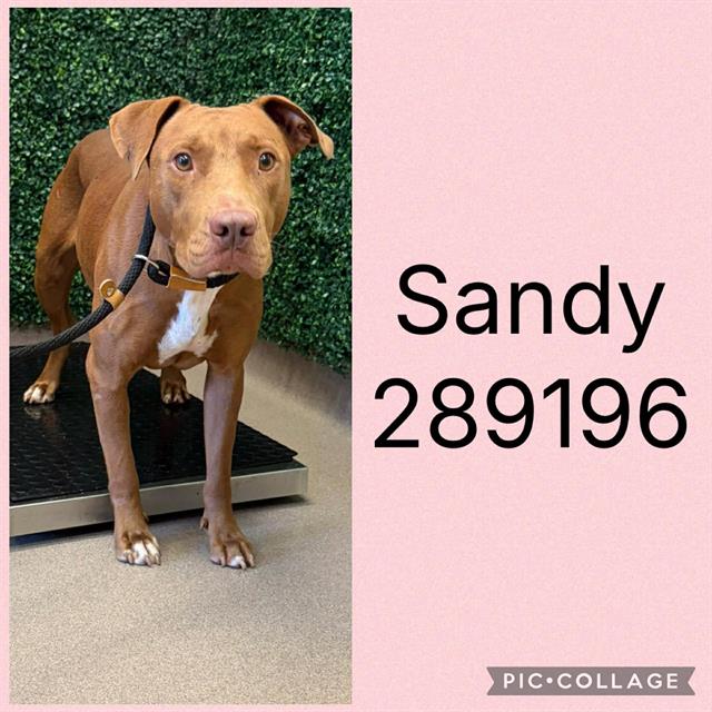 Shelter Stray Female Dog last seen STRATTON ST, 4214 Fulton Mill Rd, Macon, GA 31216, USA