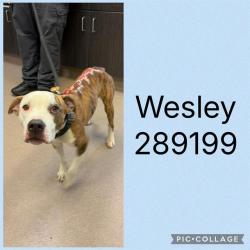 Shelter Stray Male Dog last seen WESLEYAN HILLS DR, 4214 Fulton Mill Rd, Macon, GA 31216, USA