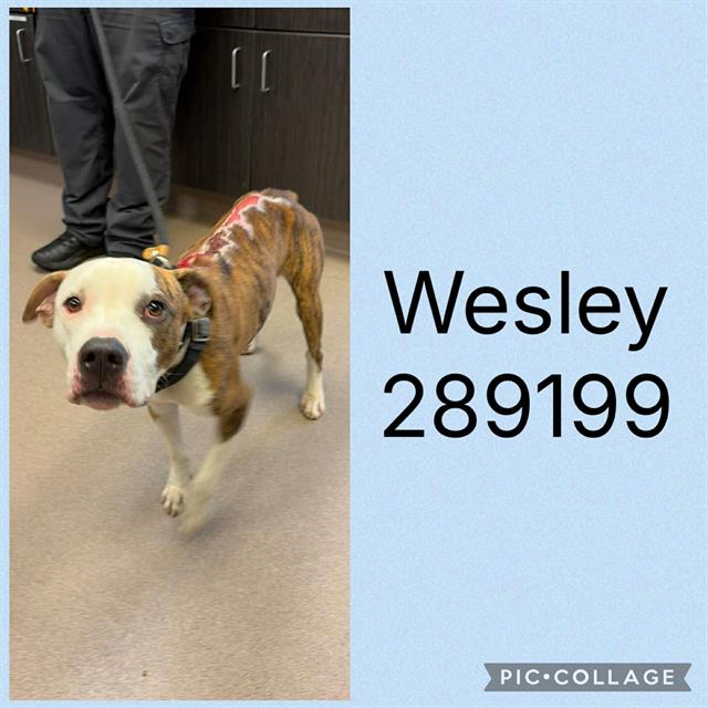 Shelter Stray Male Dog last seen WESLEYAN HILLS DR, 4214 Fulton Mill Rd, Macon, GA 31216, USA