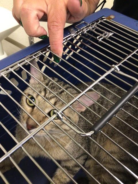 Shelter Stray Male Cat last seen Near BLOCK CLARKSON, 12155 Park Blvd, Brighton, CO 80601, USA