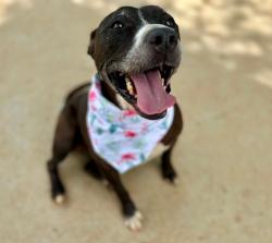 Shelter Stray Female Dog last seen CHARLOTTE, 8315 Byrum Dr, Charlotte, NC 28217, USA