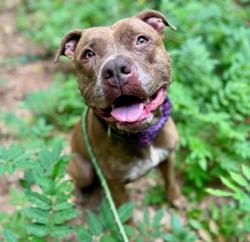 Shelter Stray Male Dog last seen CHARLOTTE, 8315 Byrum Dr, Charlotte, NC 28217, USA