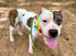 Shelter Stray Male Dog last seen CHARLOTTE, 8315 Byrum Dr, Charlotte, NC 28217, USA