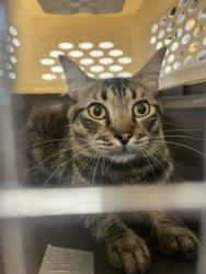 Shelter Stray Male Cat last seen GRAHAM, 221 Stone Quarry Rd, Burlington, NC 27217, USA