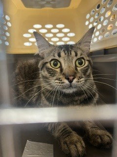 Shelter Stray Male Cat last seen GRAHAM, 221 Stone Quarry Rd, Burlington, NC 27217, USA