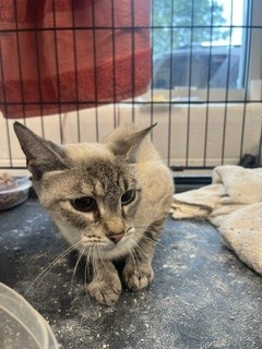 Shelter Stray Female Cat last seen GRAHAM, 221 Stone Quarry Rd, Burlington, NC 27217, USA