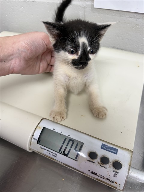 Shelter Stray Male Cat last seen S MORGAN ST, 1601 Airport Rd, Shelby, NC 28150, USA