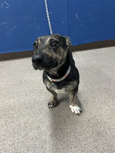 Shelter Stray Female Dog last seen FIELDING AND PINEDALE, 1601 Airport Rd, Shelby, NC 28150, USA