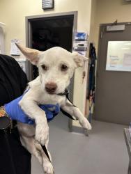 Shelter Stray Female Dog last seen S LYON AVE /W 7TH ST, SAN JACINTO, CA, 92582, 581 S Grand Ave, San Jacinto, CA 92582, USA