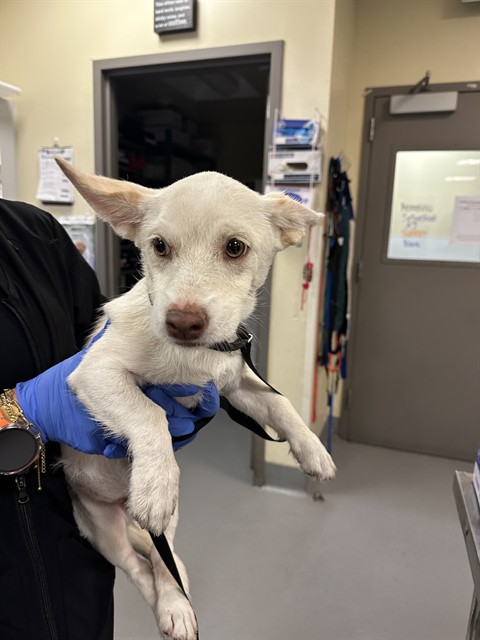 Shelter Stray Female Dog last seen S LYON AVE /W 7TH ST, SAN JACINTO, CA, 92582, 581 S Grand Ave, San Jacinto, CA 92582, USA