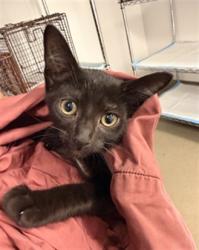 Shelter Stray Female Cat last seen Near BLOCK MULBERRY LN, DAVIE FL 33325, 2400 SW 42nd St, Fort Lauderdale, FL 33312, USA
