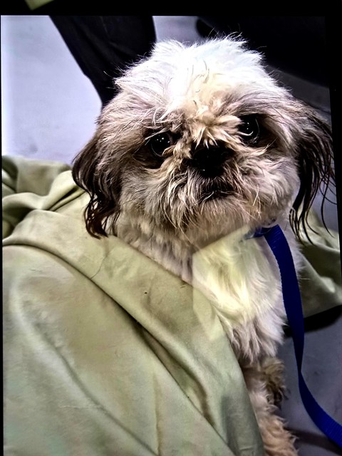Shelter Stray Female Dog last seen S LYON AVE /W 7TH ST, SAN JACINTO, CA, 92582, 581 S Grand Ave, San Jacinto, CA 92582, USA