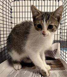 Shelter Stray Female Cat last seen Near BLOCK MULBERRY LN, DAVIE FL 33325, 2400 SW 42nd St, Fort Lauderdale, FL 33312, USA