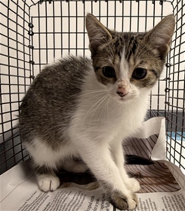 Shelter Stray Female Cat last seen Near BLOCK MULBERRY LN, DAVIE FL 33325, 2400 SW 42nd St, Fort Lauderdale, FL 33312, USA