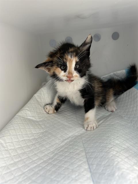 Shelter Stray Female Cat last seen Near BLOCK STUART RD NW, ALBUQUERQUE NM 87114, 3001 2nd St SW, Albuquerque, NM 87105, USA