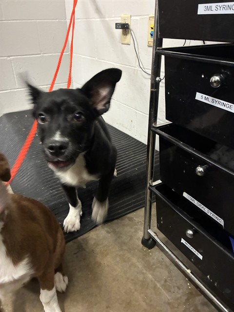 Shelter Stray Male Dog last seen JEFFERESON BARRACKS PARK, 10521 Baur Blvd, Olivette, MO 63132, USA