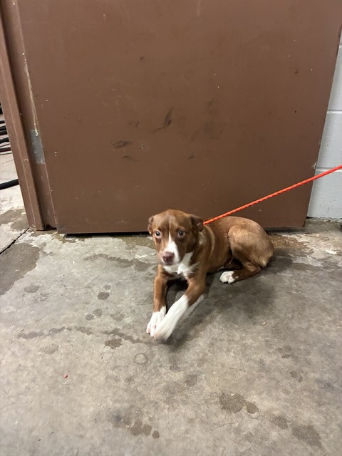 Shelter Stray Female Dog last seen JEFFERESON BARRACKS PARK, 10521 Baur Blvd, Olivette, MO 63132, USA