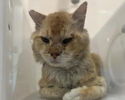 Shelter Stray Male Cat last seen E 80TH AVE & IVYWOOD ST, 2080 S Quebec St, Denver, CO 80231, USA