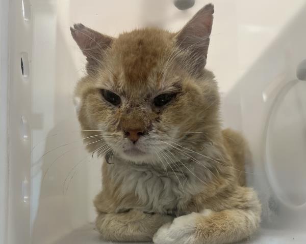 Shelter Stray Male Cat last seen E 80TH AVE & IVYWOOD ST, 2080 S Quebec St, Denver, CO 80231, USA
