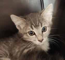 Shelter Stray Male Cat last seen Near BLOCK NOME ST, AURORA CO 80010 4171, 2080 S Quebec St, Denver, CO 80231, USA