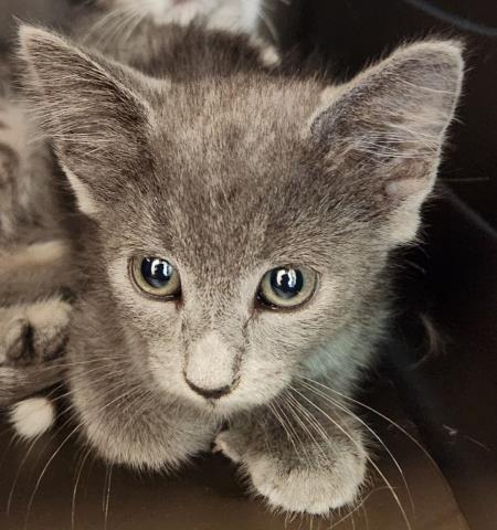 Shelter Stray Male Cat last seen Near BLOCK NOME ST, AURORA CO 80010 4171, 2080 S Quebec St, Denver, CO 80231, USA
