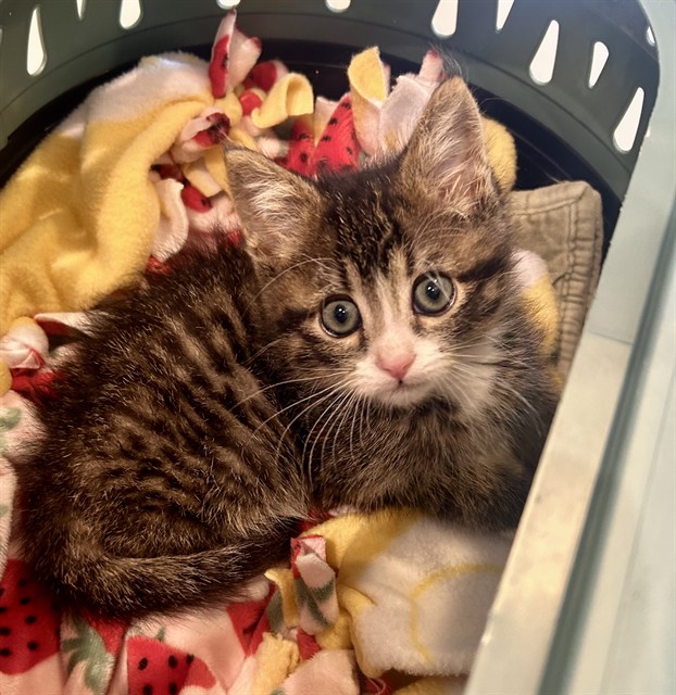 Shelter Stray Male Cat last seen Near BLOCK S CLAY ST, DENVER CO 80219, 1241 W Bayaud Ave, Denver, CO 80223, USA