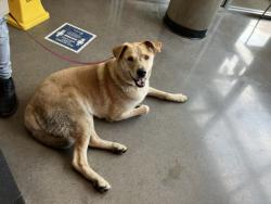 Shelter Stray Male Dog last seen Near BLOCK E PAWNEE AVE, WICHITA KS 67211, 3303 N Hillside St, Wichita, KS 67219, USA