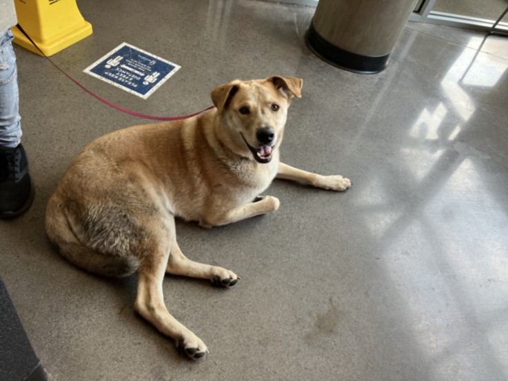 Shelter Stray Male Dog last seen Near BLOCK E PAWNEE AVE, WICHITA KS 67211, 3303 N Hillside St, Wichita, KS 67219, USA