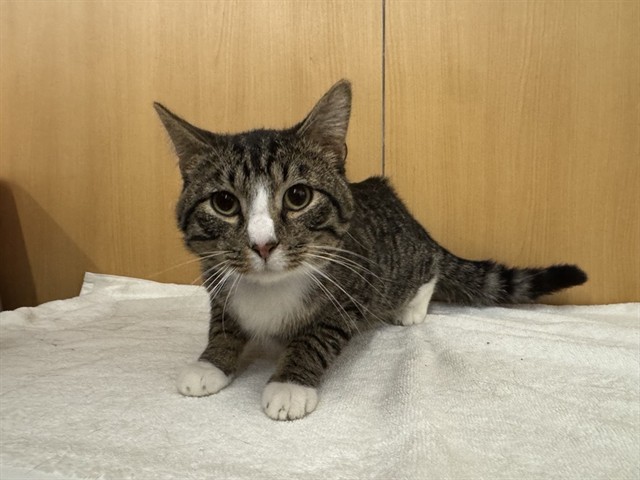 Shelter Stray Male Cat last seen GREY BRIDGE DR, 1705 S Hanley Rd, Brentwood, MO 63144, USA