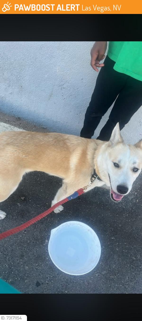 Found/Stray Female Dog last seen Jow W Brown & Sahara, Las Vegas, NV 89109