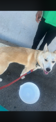 Found/Stray Female Dog last seen Jow W Brown & Sahara, Las Vegas, NV 89109
