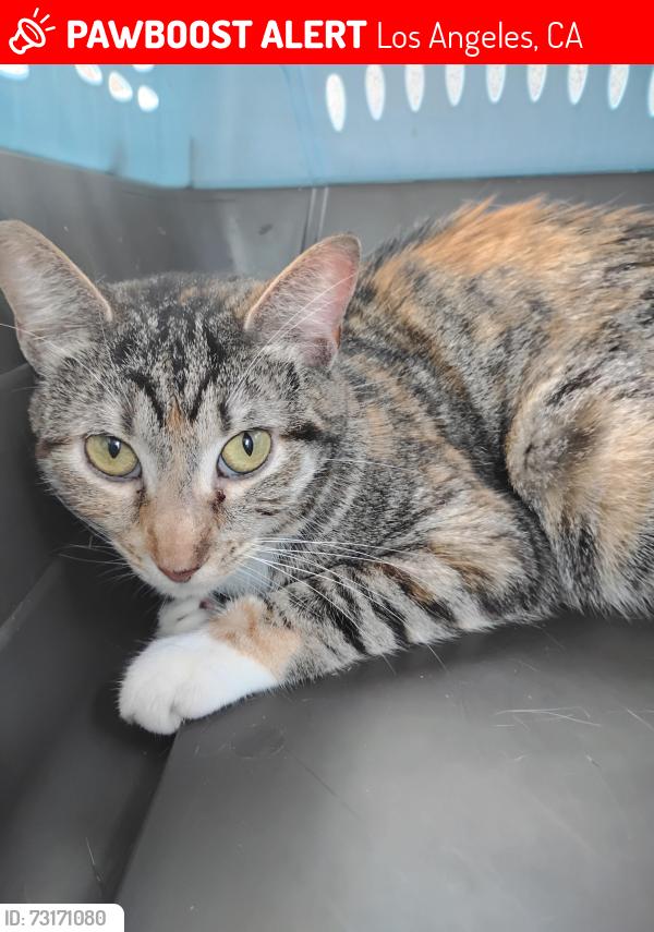 Lost Female Cat last seen Keystone Ave off of Palms Blvd, Los Angeles, CA 90034