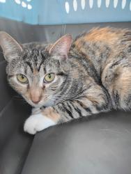 Lost Female Cat last seen Keystone Ave off of Palms Blvd, Los Angeles, CA 90034