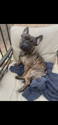 Lost Male Dog last seen Crossing woods to maple st, Lyles, TN 37098